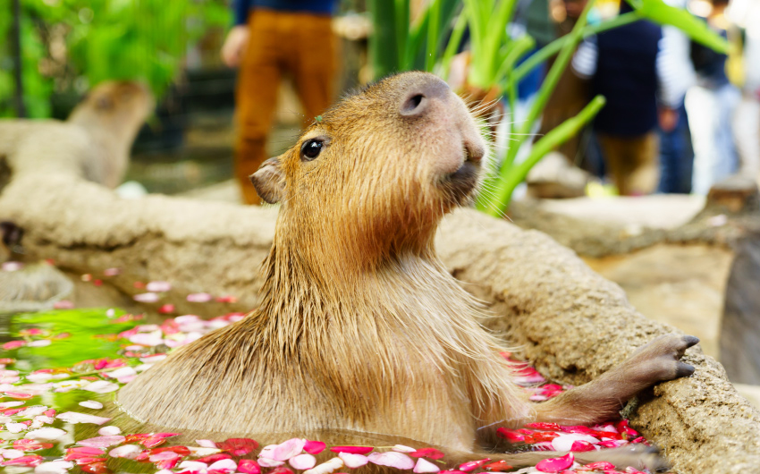 神戶動物王國